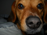 Fotoblog redpepper