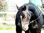 Fotoblog websaid