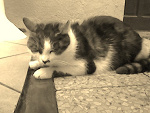 Fotoblog marcelina0444
