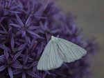 Fotoblog natureexplorer