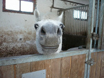 Fotoblog sencia