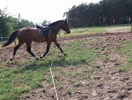 Fotoblog ilovehorses0
