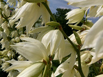 Fotoblog ilumi
