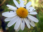 Fotoblog fajnylis