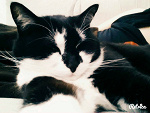 Fotoblog traxian