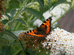 Fotoblog kola10