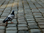 Fotoblog patwo