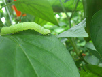 Fotoblog entomology
