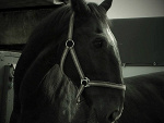 Fotoblog alexice