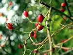 Fotoblog kumikookada