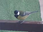 Fotoblog zlota88