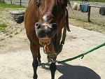Fotoblog chestnutrudy