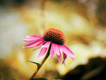 Fotoblog wallpaperonyourface