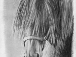 Fotoblog zuzannaandhorse