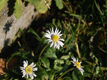 Fotoblog mimuminkowa