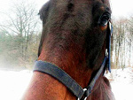 Fotoblog patternofhooves