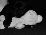 Fotoblog misia1808