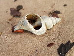 Fotoblog littlememonika