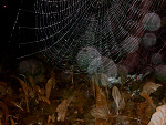 Fotoblog dddddf
