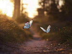 Fotoblog endymiona