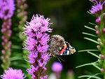 Fotoblog magicpics