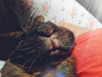 Fotoblog sunsh