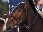 Fotoblog horseismyworld