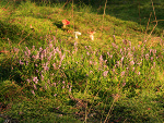 Fotoblog jablkozcynamonen