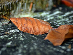 Fotoblog herrbunt
