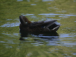 Fotoblog kumura
