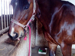 Fotoblog beautyhorses