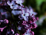 Wpis moniies