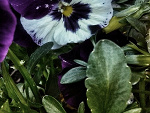 Fotoblog agafotos