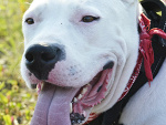 Fotoblog dogoargentino