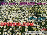 Fotoblog sameeraberg10054