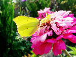 Fotoblog wisienka020