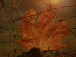 Fotoblog alealexxandra
