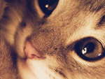 Fotoblog glucus