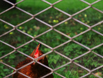 Fotoblog czerwononosek
