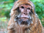 Fotoblog jackthepanda