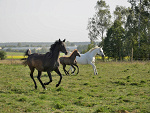 Fotoblog ziraja0