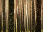 Fotoblog ganimedes69