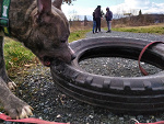 Fotoblog szafagra112