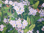 Fotoblog flowersinmyhead