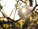 Fotoblog koniczynkaa0507