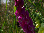 Fotoblog grizzl642
