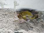 Fotoblog bebedesommeli