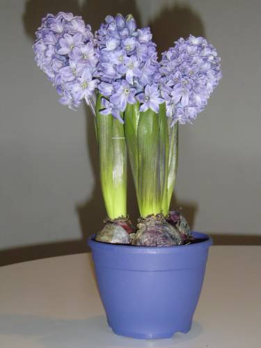 Flora (bez fauny)