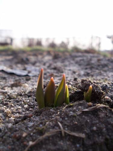 tulipanki