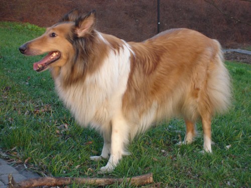 Lassie?! Lassie, czy to ty??